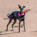 Dryrobe Dog Raincoat in black camo with pink lining, keeping a greyhound warm and dry on the beach